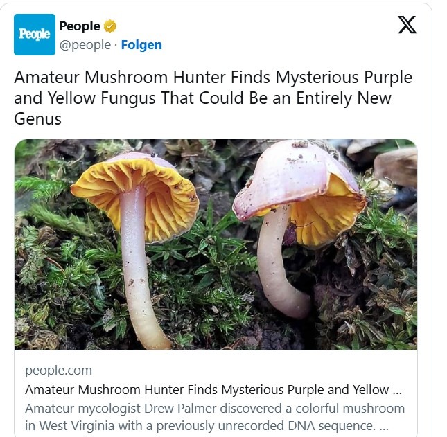 Sammler entdeckt unbekannten Pilz im Wald